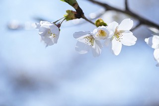 http://www.neotrans.jp/newsblog/cherry-blossom-someiyoshino.jpg